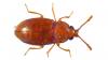 Atomaria zetterstedti